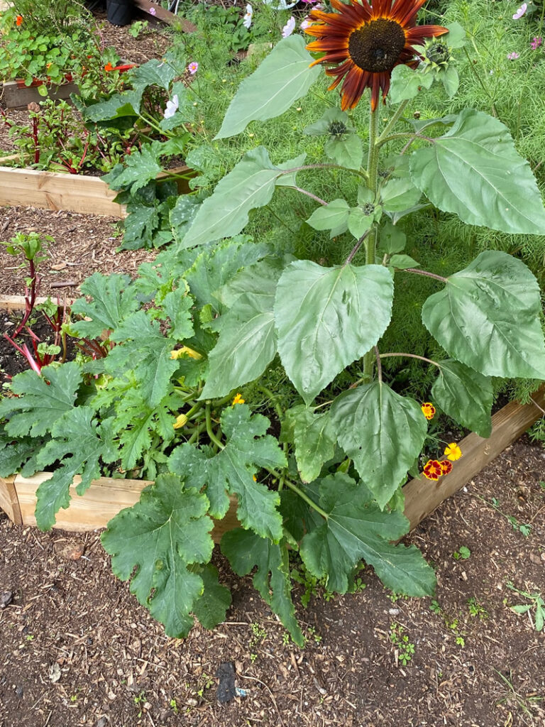 Raised bed containing sunflowers and courgette plants