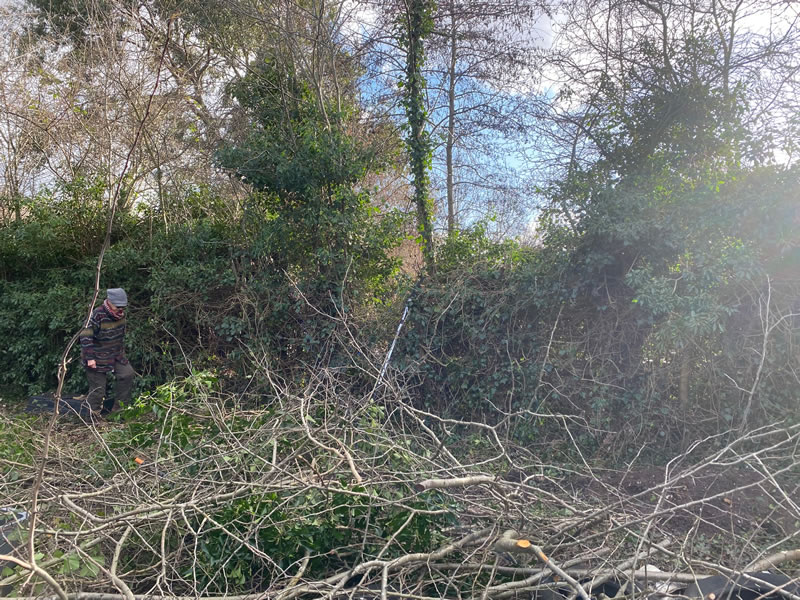 Chopped ivy and hedging to be cleared