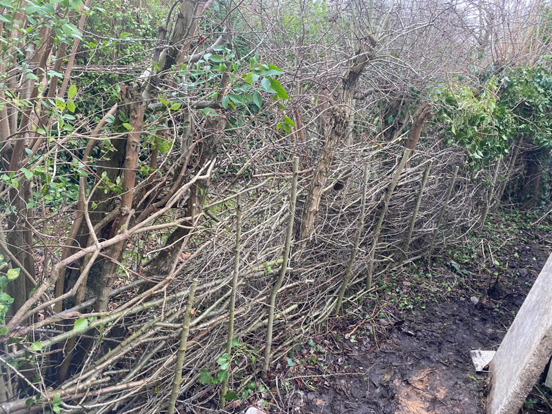 Dead hedge made from chopped hedging 